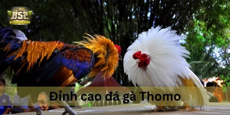 đá gà thomo tại b52 club